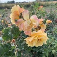 Moonlight Rose Flower Seeds for Planting – Heirloom Non-GMO Pollinator Friendly Organic Garden Seeds