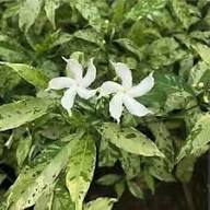 Variegata Flower Seeds for Planting – Hardy Variety Heirloom Non-GMO Organic Garden Seeds