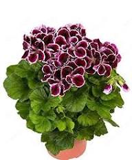 Burgundy Geranium Flower Seeds for Planting | Heirloom Non-GMO High Germination Organic Garden Seeds