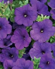 Purple Flower Pot Flower Seeds for Planting | Heirloom Non-GMO High Germination Organic Garden Seeds