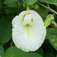 Clitoria Flower Seeds for Planting | Heirloom Non-GMO Organic Garden Seeds