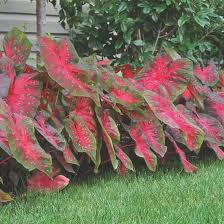 Berries and Burgundy Caladium Seeds for Planting – Heirloom, Non-GMO, Shade Tolerant