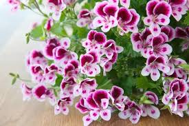 Mixed Color Pelargonium Flower Seeds for Planting – Colorful Display, Heirloom, Non-GMO &amp; High Germination Seeds