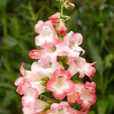 Pink Penstemon Flower Seeds for Planting – Beautiful Perennial Blooms for Garden Landscaping