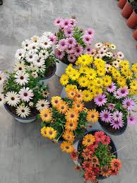 Mixed Osteospermum Flower Seeds for Planting – Heirloom Non-GMO, High Germination, Compact Growth