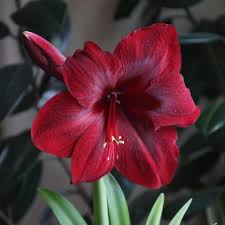 Maroon Amaryllis Flower Seeds for Planting – Drought Tolerant, Heirloom & Non-GMO Home Garden Seeds