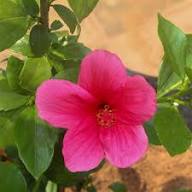 Thick Pink Hibiscus Flower Seeds for Planting - Heirloom, Non-GMO, High Germination Organic Garden Seeds