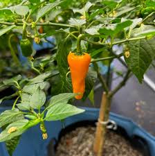 Datil Pepper Seeds – Heirloom Non-GMO Sweet and Spicy Chili Vegetable Seeds for Planting
