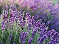 Pink Lavender Marjoram Flower Seeds for Planting | Heirloom Non-GMO High Germination Organic Garden Seeds