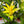 Flower Seeds, Seeds,Seeds For Planting,Plant Seeds