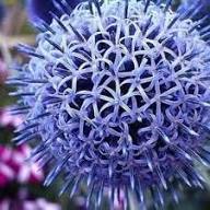 Purple Rattlesnake Flower Seeds for Planting – Long Bloom Season, Heirloom, Non-GMO, High Germination
