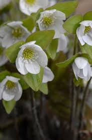 Hepatica Flower Seeds for Planting – Sun Loving, Heirloom, Non-GMO, High Germination Organic Garden Seeds