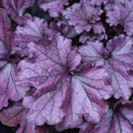 Purple Heuchera Flower Seeds for Planting Heirloom Non-GMO High Germination Organic Garden Seeds