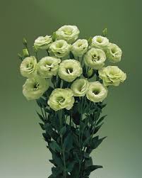 Green Eustoma Lisianthus Flower Seeds for Planting – Heirloom Non-GMO Organic Garden Seeds