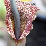 Sauromatum Flower Seeds for Planting | Heirloom Non-GMO High Germination Organic Seeds