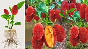 Red Jackfruit Seeds for Planting – heirloom non-GMaRed Jackfruit fruit seeds for planting - Heirloom & Non-GMO Garden seeds, tropical fruit trees for home gardensO seeds, grow tropical fruit trees at home – 100 pcs