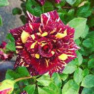 Mix Dragon Rose Flower Seeds for Planting - Cottage Garden Essential, Heirloom &amp; GMO Free Seeds for Home Garden Non-GMO