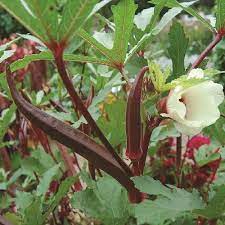 Kidney Health Okra Seeds for Planting – Heirloom & Non-GMO Garden Seeds