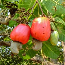 Cashew Apple Seeds for Planting – Heirloom, Non-GMO, Tropical Fruit Tree with Edible Apple & Nut for Home Garden