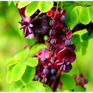 Chocolate Clematis Flower Seeds for Planting Heirloom Non-GMO High Germination Organic Garden Seeds