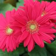 Pink Jamesonii Flower Seeds for Planting – Heirloom Non-GMO Sun Loving Organic Garden Seeds
