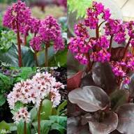 Mixed Bergenia Cordifolia Flower seeds for Planting - Compact Growth, Heirloom &amp; GMO Free Seeds for Home Garden