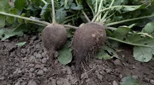 Radish Vegetable Seeds for Planting – Heirloom Non-GMO, High Germination Organic Garden Seeds with Deep Brown Roots