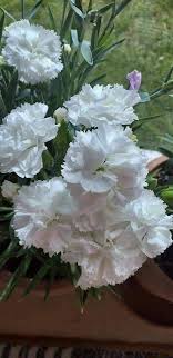 White Fragrant Clove Flower Seeds for Planting – Heirloom, Non-GMO, Long Bloom Season, High Germination