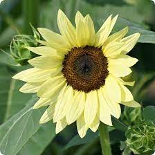 Flower Seeds, Seeds,Seeds For Planting,Plant Seeds