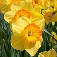 Light Yellow Narcissus Flower Seeds for Planting | Heirloom Non-GMO High Germination Organic Garden Seeds