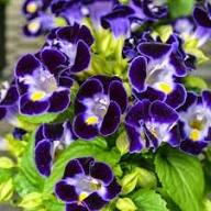 Deep Blue Torenia Flower Seeds for Planting – Heirloom, Non-GMO, High Germination Organic Garden Seeds