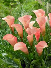 Peach Calla Flower Seeds for Planting – Heirloom Non-GMO High Germination Organic Garden Seeds