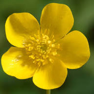 Yellow Buttercup Flower Seeds for Planting | Seasonal Bloomer Heirloom Non-GMO Organic Garden Seeds