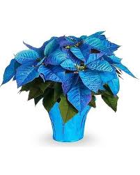 Blue Poinsettia Flower Seeds for Planting – Heirloom, Non-GMO, Drought Tolerant High Germination Seeds