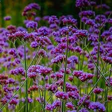 Verbena Bonariensis Flower Seeds for Planting – Heirloom, Non-GMO, High Germination Organic Garden Seeds