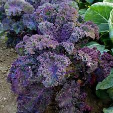 Red Veins Scarlet Kale Seeds for Planting – Heirloom & Non-GMO Vegetable Seeds