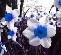 Blue White Daffodils Flower Seeds for Planting | Heirloom Non-GMO High Germination
