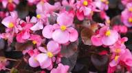 Begonias Azules Flower Seeds for Planting – Vibrant Colors Heirloom Non-GMO High Germination Organic Garden Seeds
