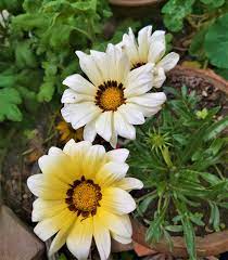 White Yellow Gazania Flower Seeds for Planting – Heirloom, Non-GMO, High Germination Organic Garden Seeds