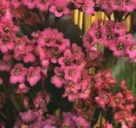 Mixed Bergenia Flower Seeds for Planting – Heirloom, Non-GMO, Hardy Variety Organic Garden Seeds