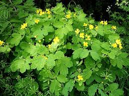 Greater Celandine Seeds (Chelidonium majus) for Planting – Heirloom, Non-GMO Medicinal Herb Seeds