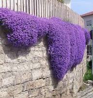 Aubrieta Perennial Flower Seeds for Planting Heirloom Non-GMO High Germination Organic Garden Seeds