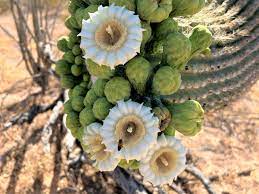Green Saguaro Flower Seeds for Planting – Heirloom & Non-GMO Garden Seeds