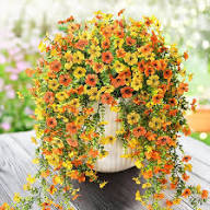 Wandelrose Flower Seeds for Planting | Heirloom Non-GMO High Germination