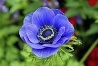 Blue Jump Up Flower Seeds for Planting – Cottage Garden Essential, Heirloom, Non-GMO, High Germination