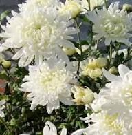 Chrysanthemum White Flower Seeds for Planting | Heirloom Non-GMO Seeds, High Germination