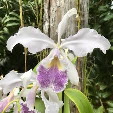 Mixed Cattleya Flower Seeds for Planting – Heirloom Non-GMO Organic Garden Seeds, High Germination