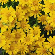Yellow Thymophylla Flower Seeds for Planting – Heirloom Non-GMO High Germination Organic Garden Seeds