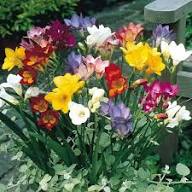 Freesia Flower Seeds for Planting – Easy to Grow Heirloom, Non-GMO, High Germination Organic Garden Seeds