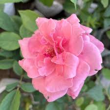 Baby Pink Climbing Rose Flower Seeds for Planting – Pollinator Friendly Heirloom, Non-GMO, High Germination Organic Garden Seeds